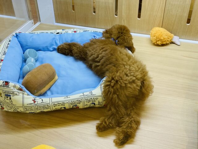 一目惚れ間違いなし!トイプードルくん! トイプードル