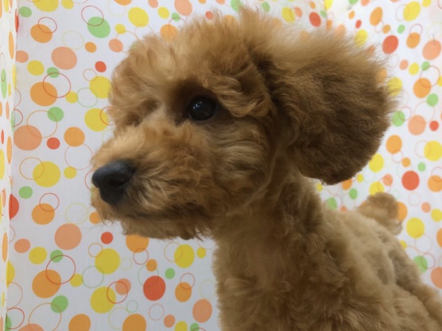 甘えん坊さんなプードルいますよ! トイプードル