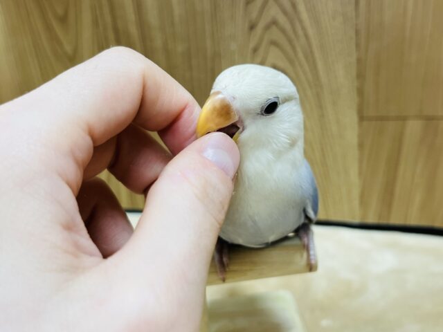 コザクラインコ（小桜インコ）