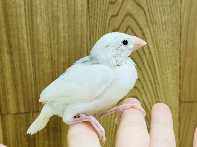 白文鳥