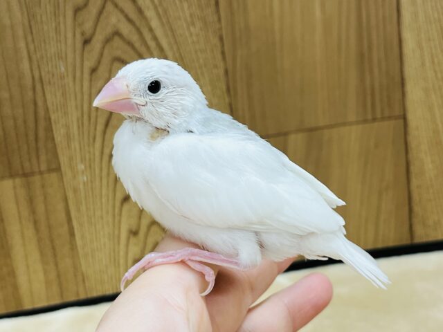 白文鳥