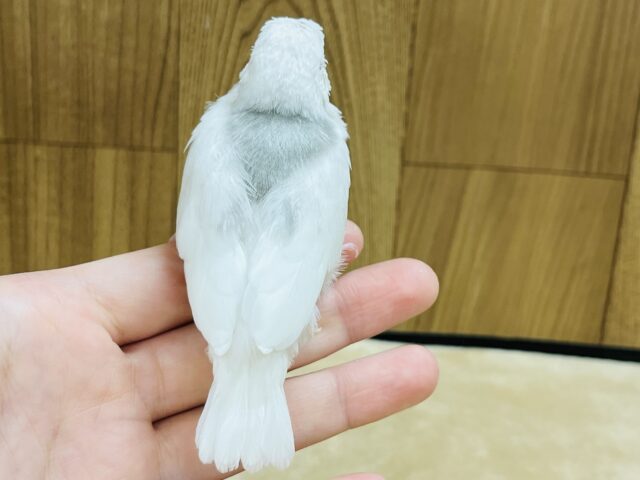 白文鳥