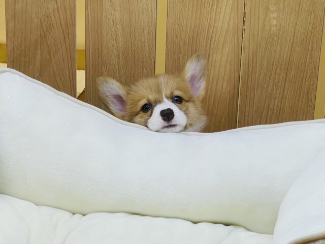 ウェルシュコーギー・ペンブローグ