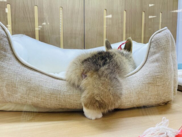 ウェルシュコーギー・ペンブローグ