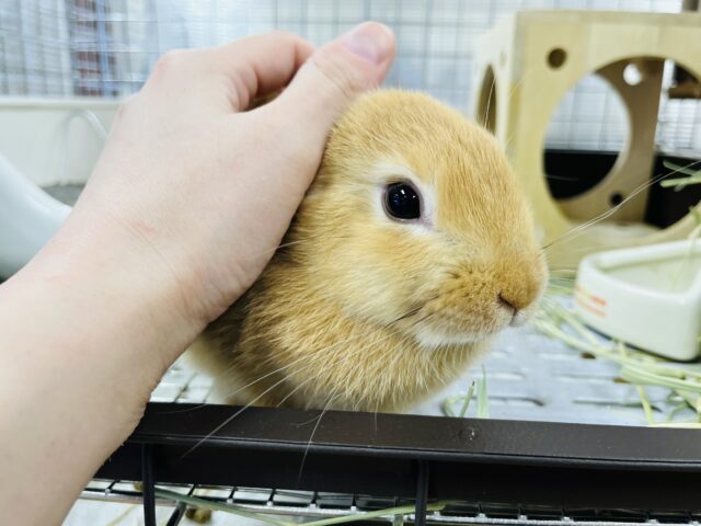 ネザーランドドワーフ