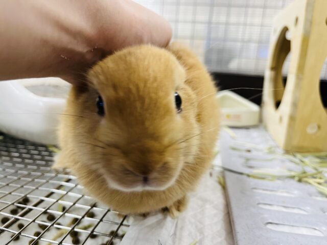 ネザーランドドワーフ