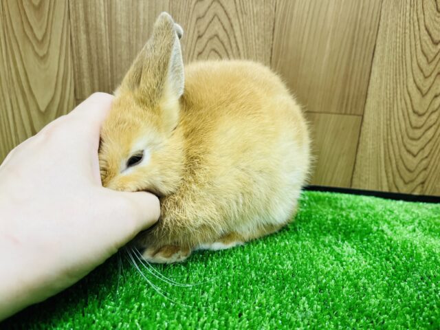 ネザーランドドワーフ