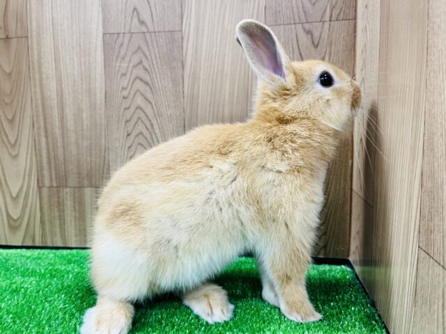 ネザーランドドワーフ