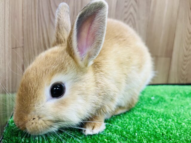 ネザーランドドワーフ