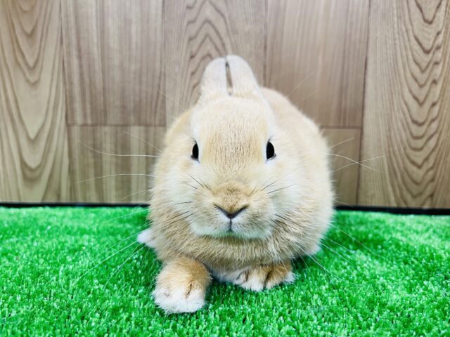 ネザーランドドワーフ