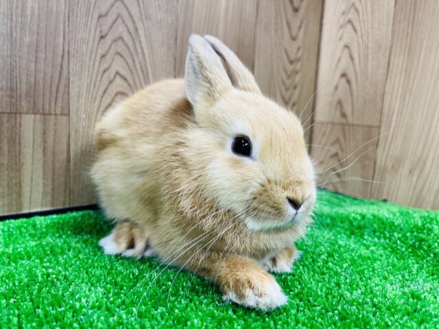 ネザーランドドワーフ