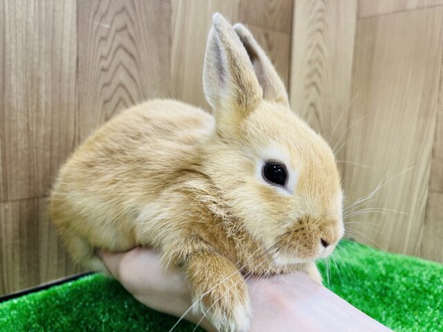 ネザーランドドワーフ