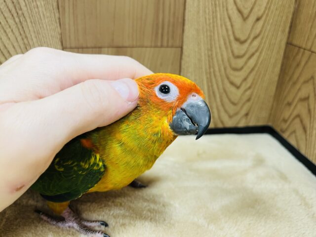 コガネメキシコインコ