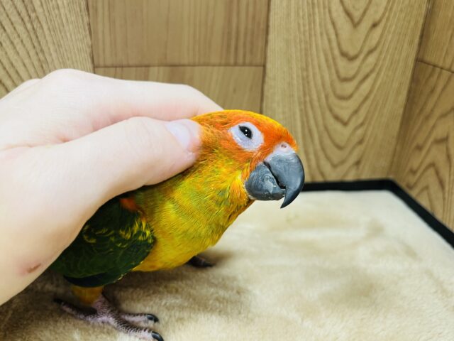 コガネメキシコインコ