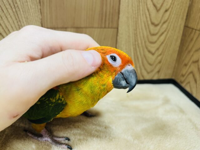 コガネメキシコインコ