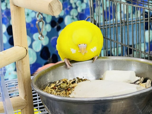 ジャンボセキセイインコ