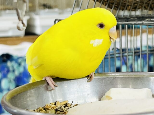 ジャンボセキセイインコ