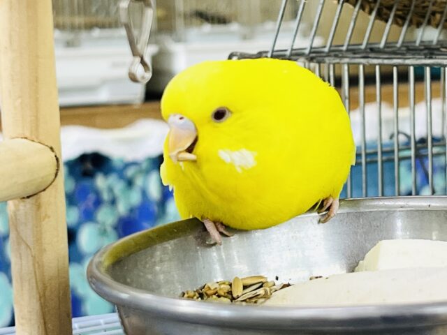 ジャンボセキセイインコ