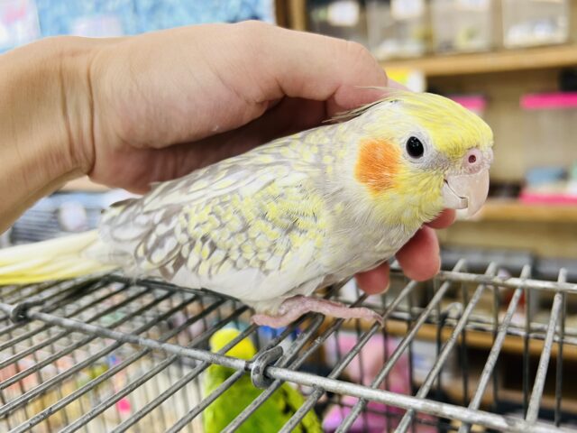 オカメインコ