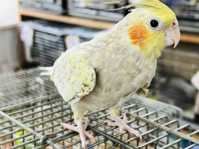 オカメインコ