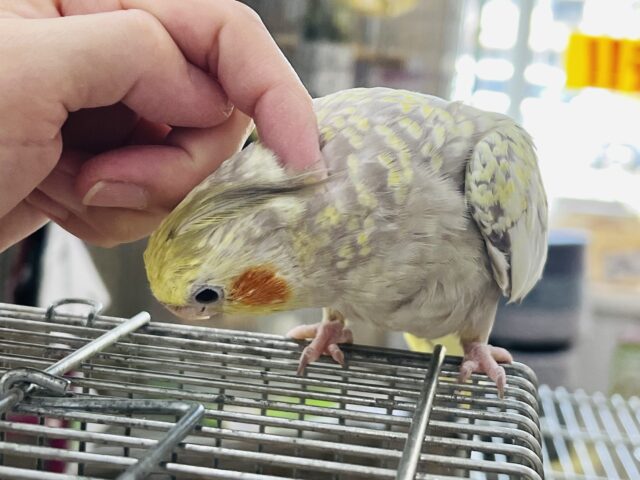 オカメインコ
