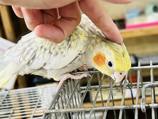 オカメインコ