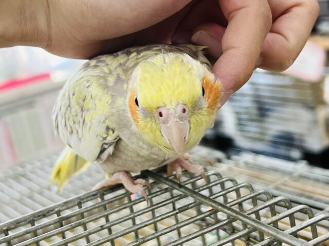 オカメインコ