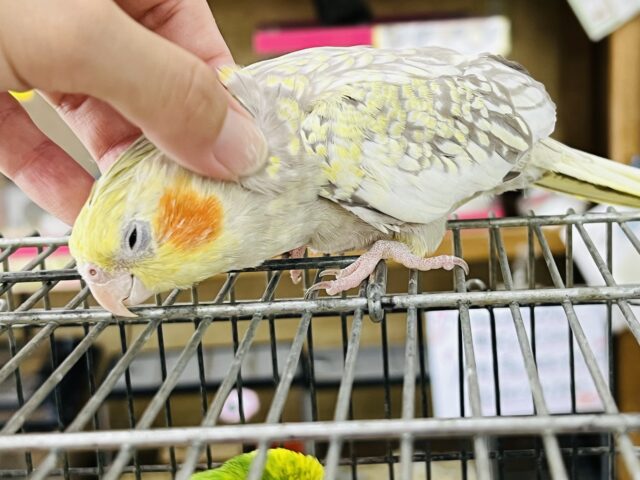 オカメインコ