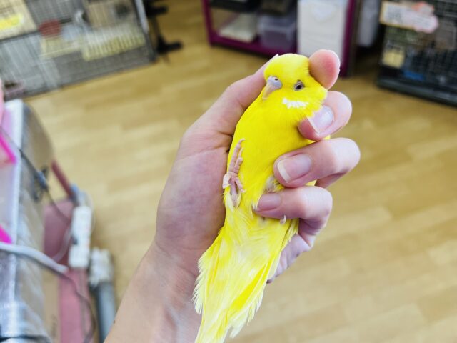 ジャンボセキセイインコ