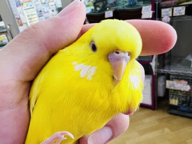 ジャンボセキセイインコ
