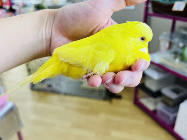ジャンボセキセイインコ