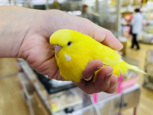ジャンボセキセイインコ