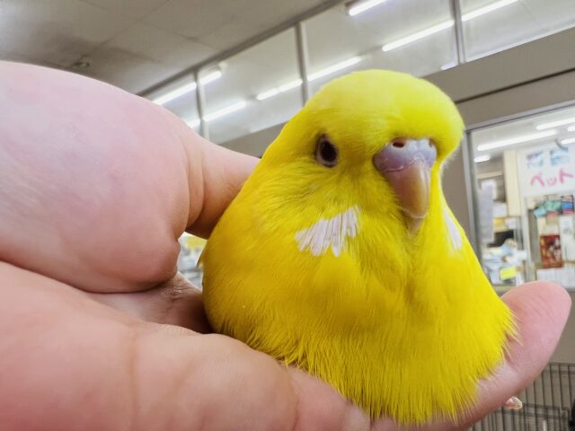 ジャンボセキセイインコ