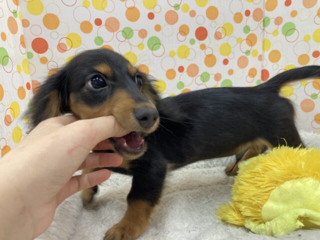 ミニチュアダックス