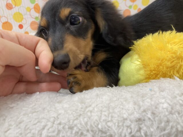 ミニチュアダックス