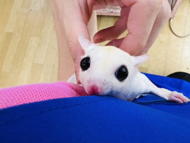 フクロモモンガ