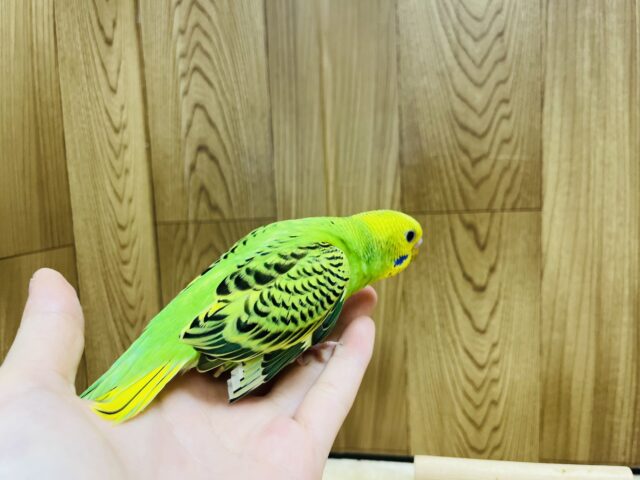 セキセイインコ