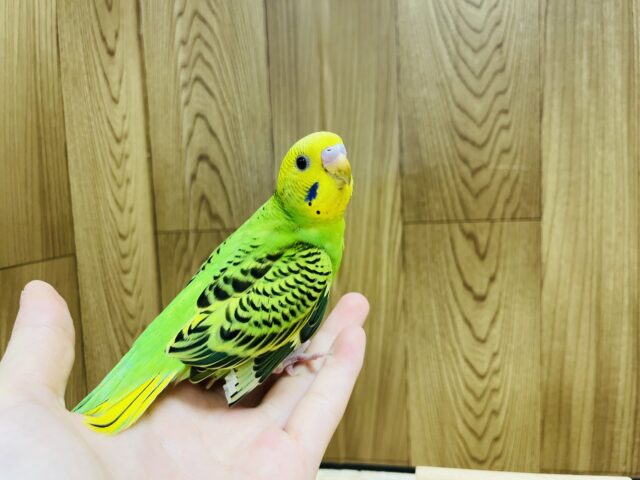 セキセイインコ