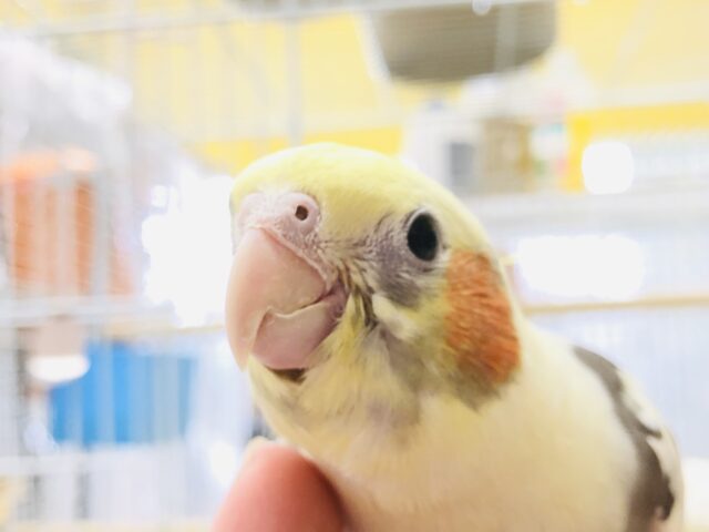 オカメインコ