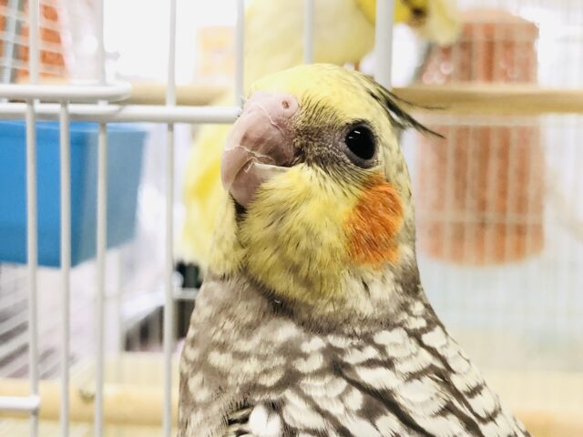 オカメインコ
