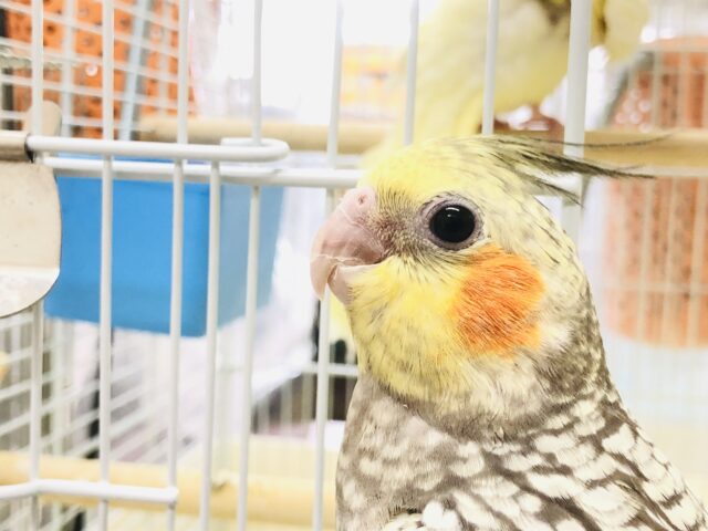 オカメインコ