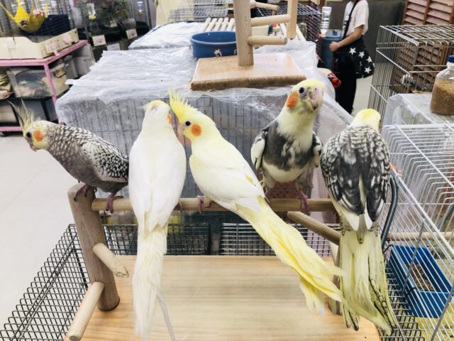 オカメインコ