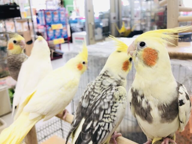 オカメインコ