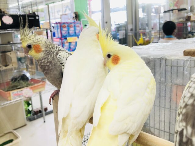オカメちゃん大集合! R5 5/7撮影 オカメインコ