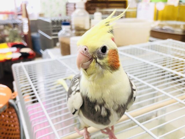 オカメインコ