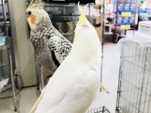 オカメインコ