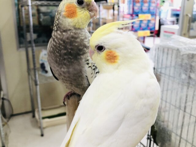 オカメインコ