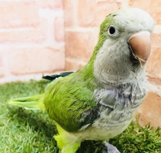 おしゃべり上手になりました! しゃべるかな~? オキナインコ グリーン 9/22撮影 オキナインコ
