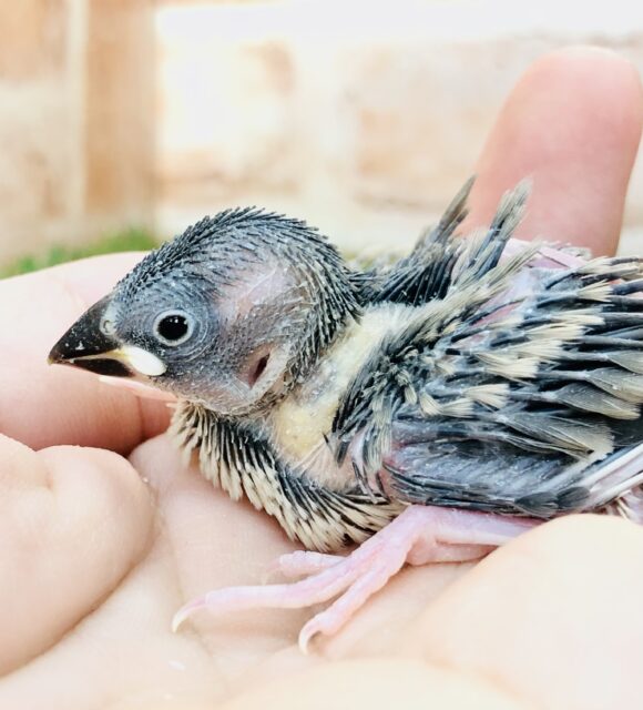 定番桜さーん 桜文鳥 R5 5/24撮影 桜文鳥