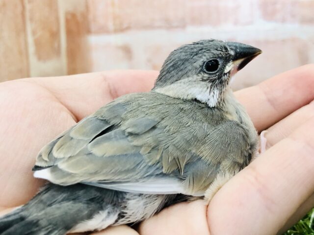 定番桜さーん 桜文鳥 R5 5/24撮影 桜文鳥